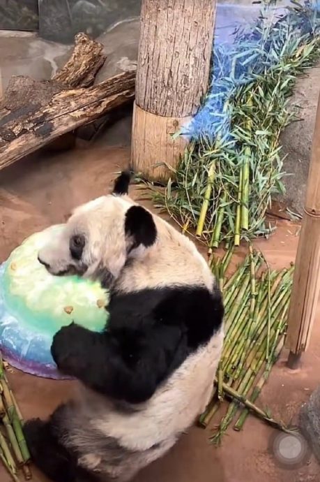 看世界/大熊猫丫丫将回国 孟菲斯动物园办欢送派对