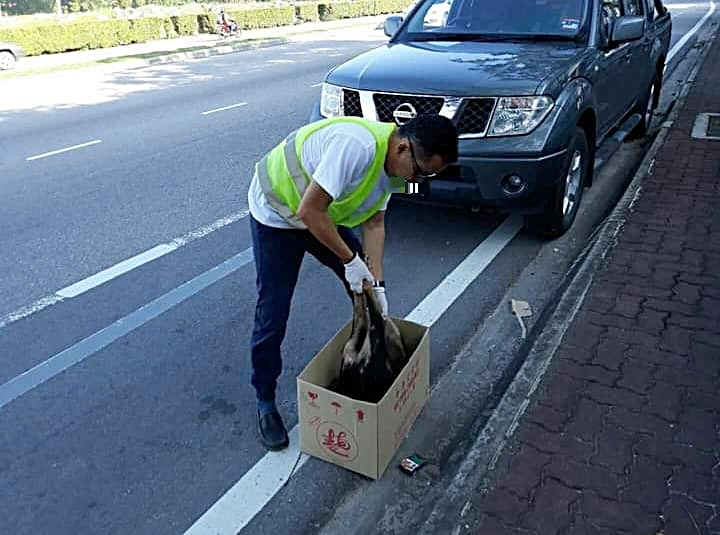 装修商发心处理路边动物尸:“希望大家开车慢一点”