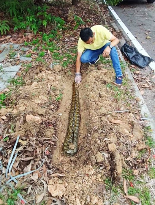 装修商发心处理路边动物尸:“希望大家开车慢一点”