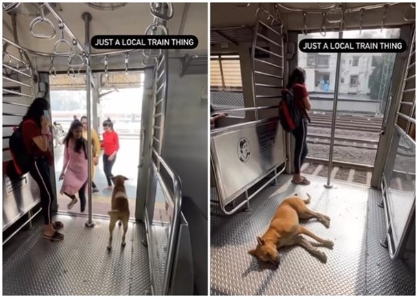 拼盘/孟买流浪狗每日搭火车 与乘客和平共处