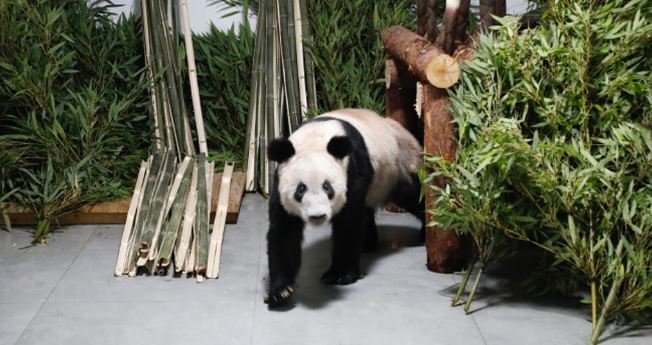 有短片:旅美大熊猫「丫丫」完成隔离抵京 健康稳定暂不对外展