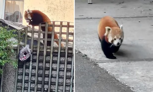 越狱成功!小熊猫英国街头上悠闲漫步