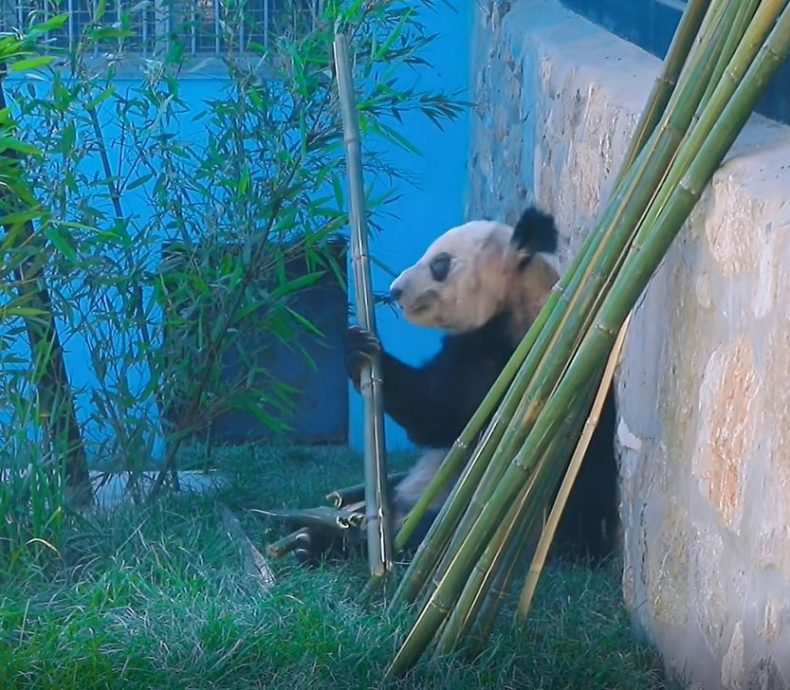 北京动物园首度公开丫丫“增肥”片段 华春莹发推:在家最好