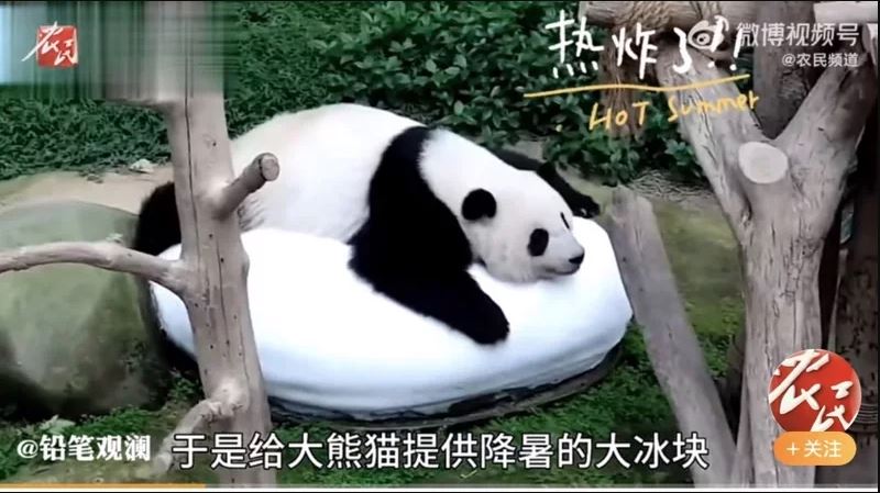 拚盘/华北“火炎焱”模式 盆里衣服晒冒烟 熊猫趴冰块解热