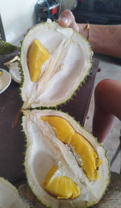 采割榴梿与自然熟掉地榴梿,味道没有分别