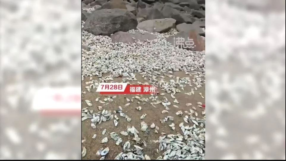 台风杜苏芮走后福建漳州满地生蚝捡不完