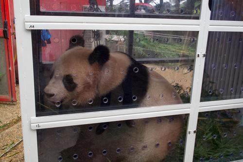 拼盘加图/大熊猫“圆梦”将于7月25日返回中国