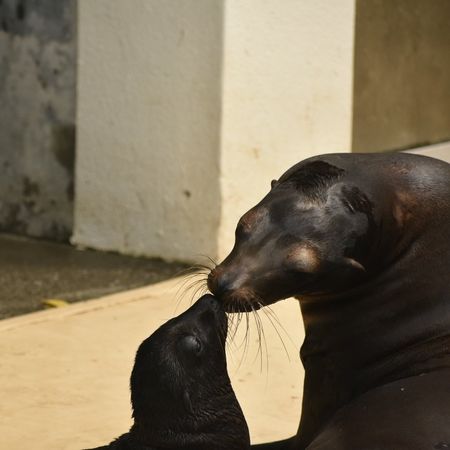 拼盘/水族馆海狮“被断尾没人救” 真相曝光原因超暖:是母爱