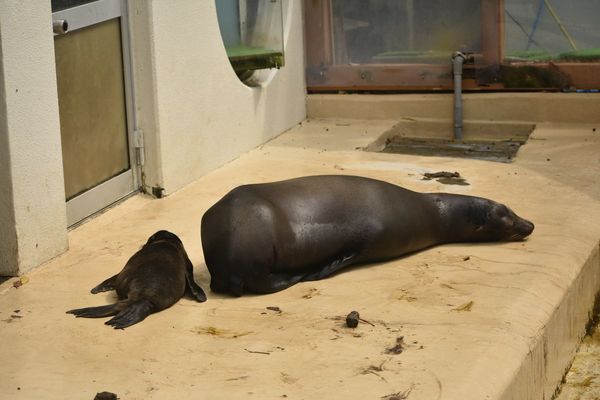 拼盘/水族馆海狮“被断尾没人救” 真相曝光原因超暖:是母爱