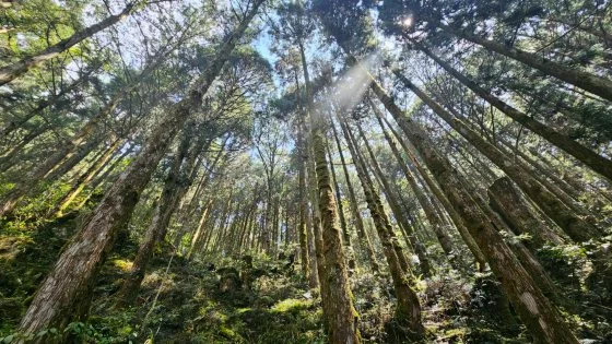 【台湾】宜兰太平山,人间仙境