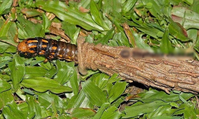 墙壁上竟会长出叶子? 男子近看吓坏:它是活的