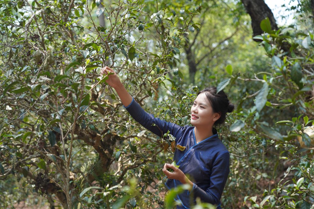 封面副文 ∕ 普洱景迈山古茶林文化景观列入世界遗产名录 全球首个茶主题世遗