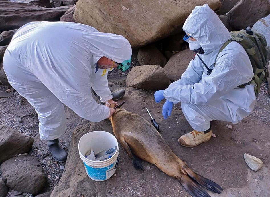 看世界/禽流感窜阿根廷海岸 约200海狮染疫死亡
