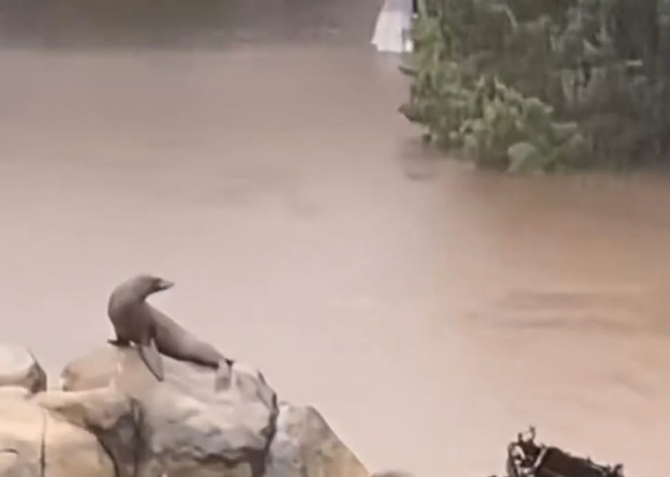 (视频)暴雨袭纽约 动物园海狮趁机“出逃”