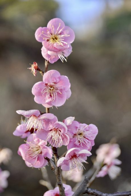 【日本】相约在冬季,体验日本唯美雪景