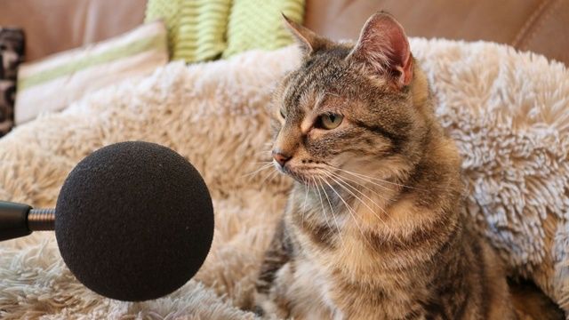 全世界最吵的猫!14岁虎斑“呼噜比电视还大声”创世界纪录