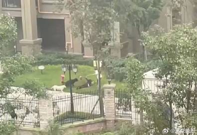 崇州被咬伤女童仍昏迷 母亲:咬人黑犬已找到狗主仍在寻找