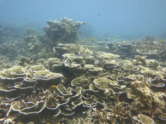 海底园丁海胆,专吃珊瑚的天敌海藻