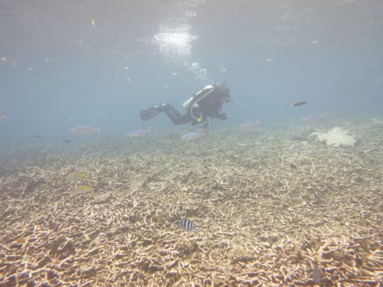 海底园丁海胆,专吃珊瑚的天敌海藻