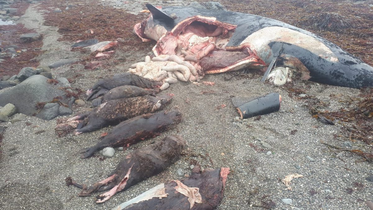 贪心虎鲸“海獭吃到饱”鲠死 切开肚子惊见7尸
