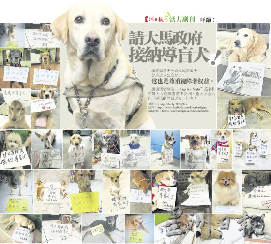 计划引进第二只导盲犬,继续争取导盲犬合法化