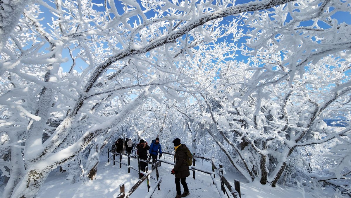 寒流影响 合欢山武岭降冰霰 台大雪山降下首场雪