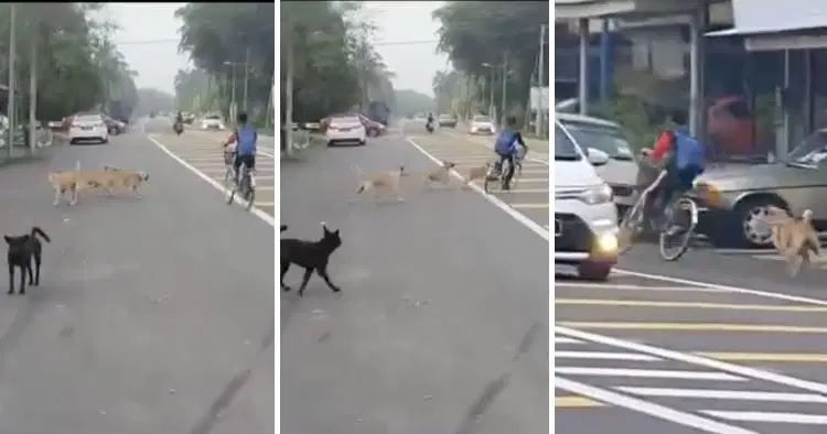视频|骑脚车遭流浪狗追赶 男童横穿马路逃险象环生