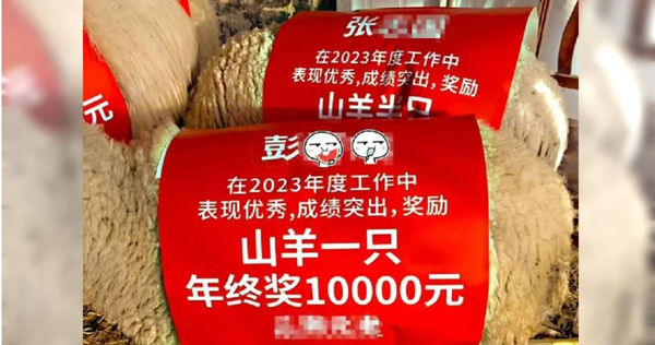 发年终奖金又送山羊 员工哭笑不得
