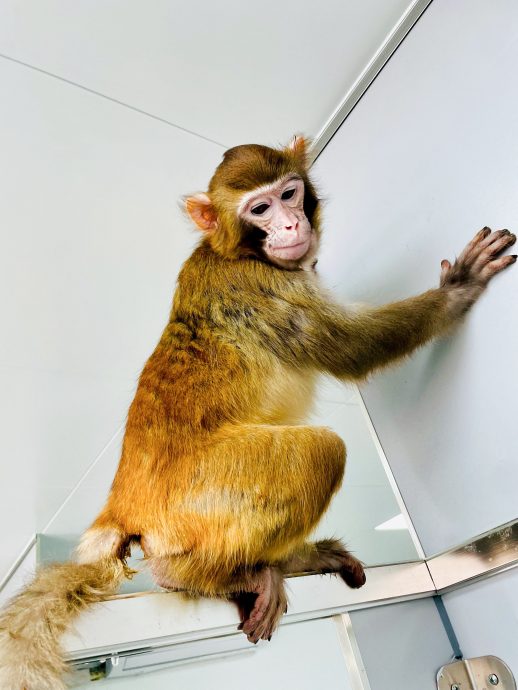 重大突破! 中国科学家首次用新方法克隆恒河猴