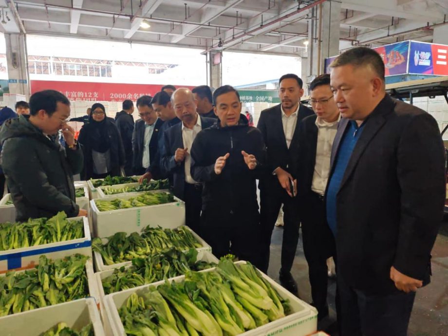 PLS种植与广州江楠 柔佛建一站式区域批发市场