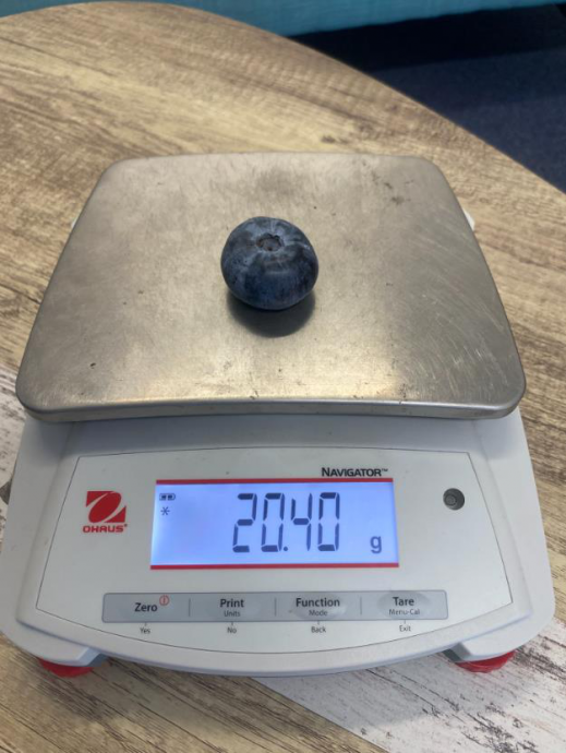 和台球那么大!澳洲果农种出超巨蓝莓打破世界纪录