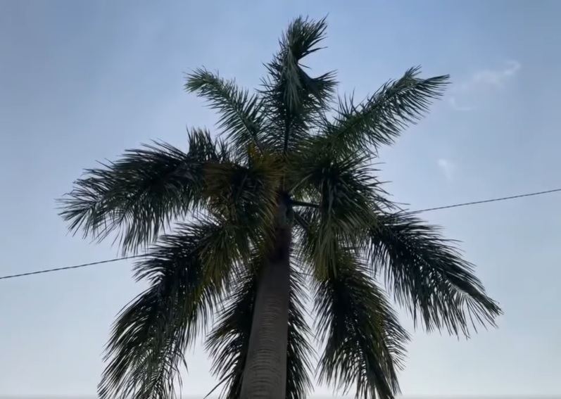 视频|“绝命终结站”剧情!槟榔树叶梗刺穿车大镜!