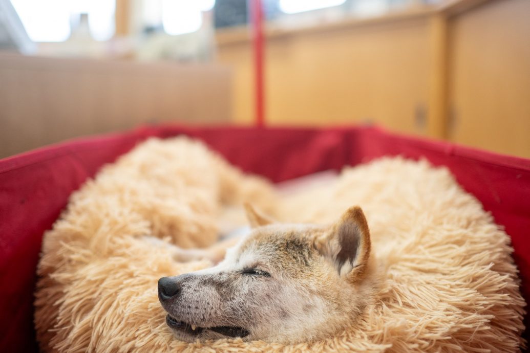 你一定看过这狗狗迷因图! 柴犬主角“Doge”安详离世享寿19岁