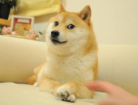 你一定看过这狗狗迷因图! 柴犬主角“Doge”安详离世享寿19岁