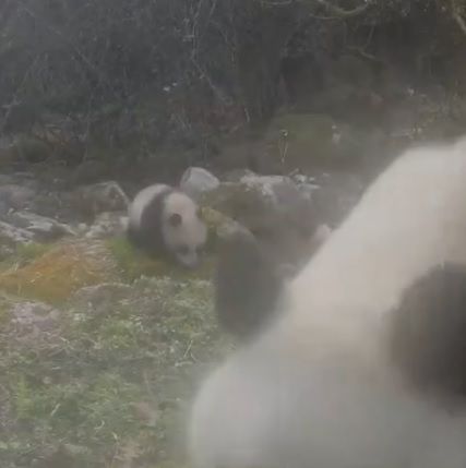拼盘∕秦岭拍到两对野生大熊猫母子同框画面