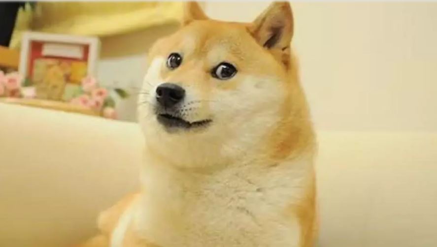 日本狗狗币本尊柴犬安息了 饲主:它是世上最幸福狗狗