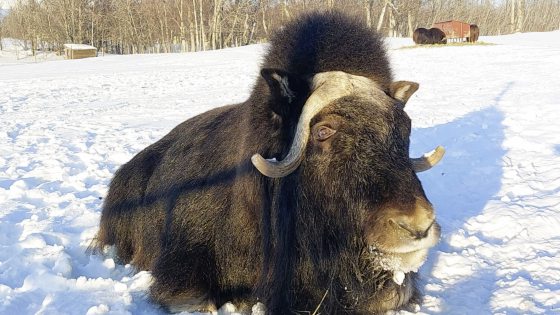 【美国】穿越冰雪,陆游阿拉斯加