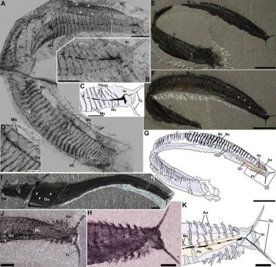 科学家翻转“皮卡虫”化石 改写脊索动物演化史