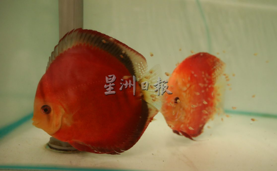 星角摄/图说大马/七彩神仙鱼好运的象征