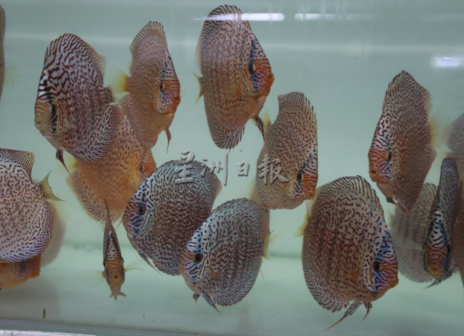 星角摄/图说大马/七彩神仙鱼好运的象征