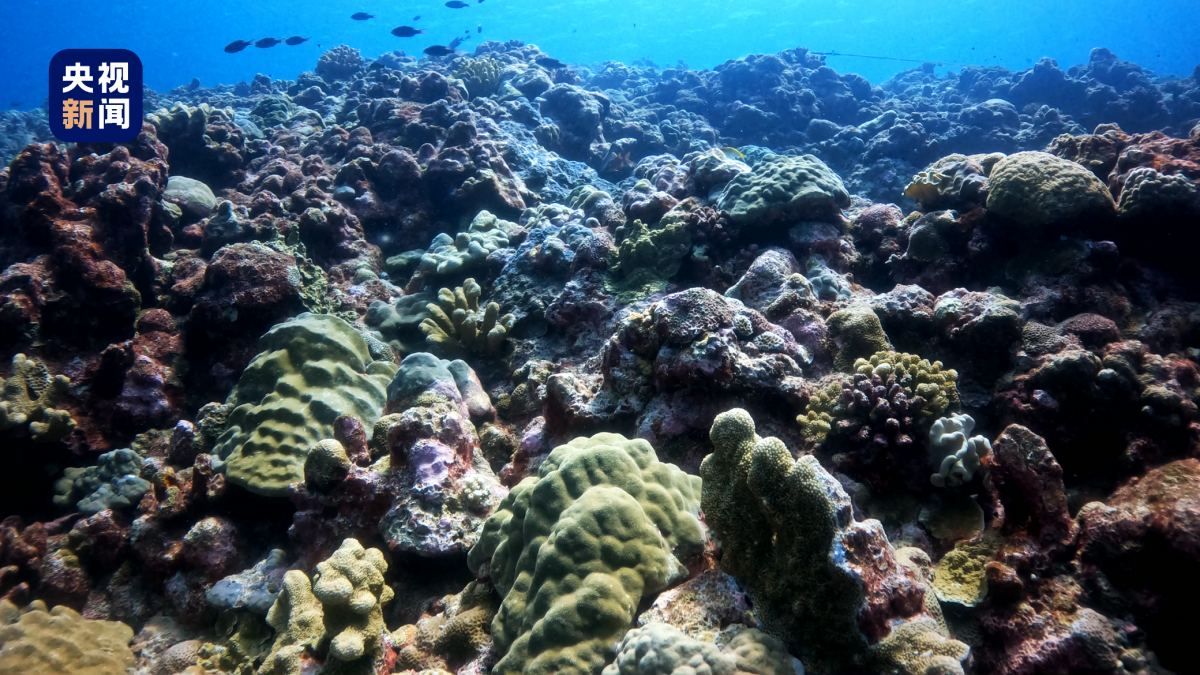 中国发黄岩岛生态报告:海域环境质量优 珊瑚礁生态健康