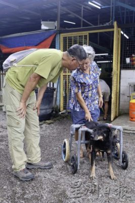 城市看不到流浪犬?刘克襄揭露台湾浪犬的悲歌