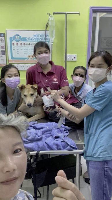 猫猫狗狗化身捐血小英雄,为爱献血拯救生命