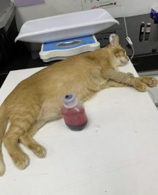 猫猫狗狗化身捐血小英雄,为爱献血拯救生命