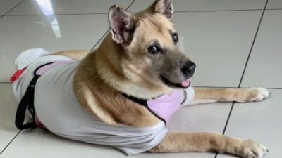 在彩虹桥生活的宝贝──愿我们能再相聚!