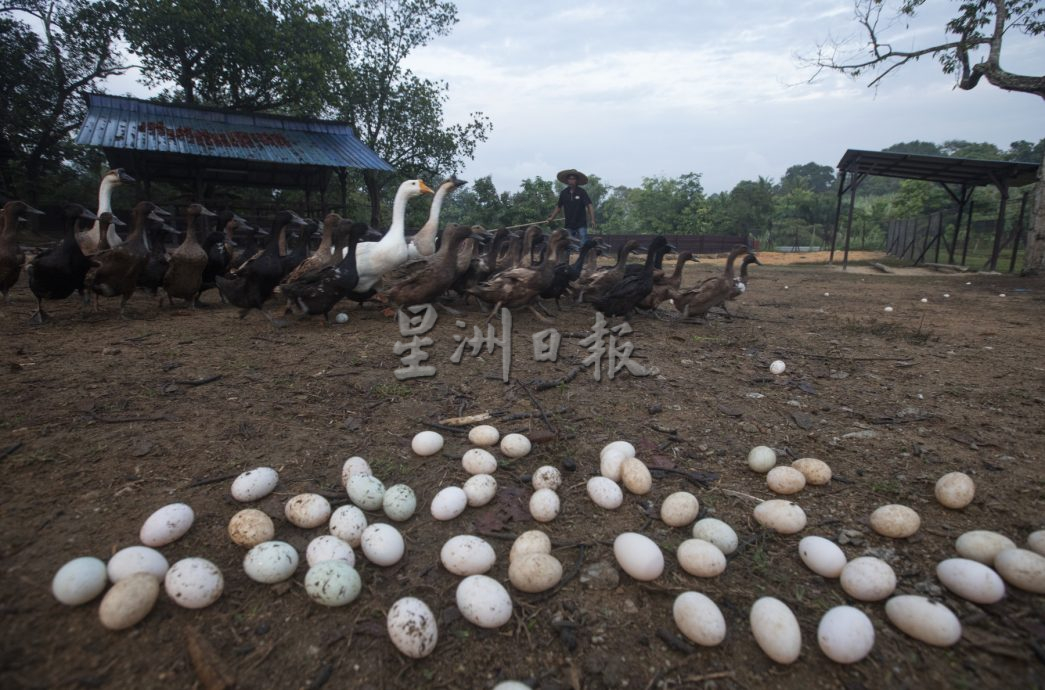星角摄:鸭蛋堆满沙丘,鸭农忙捡鸭蛋