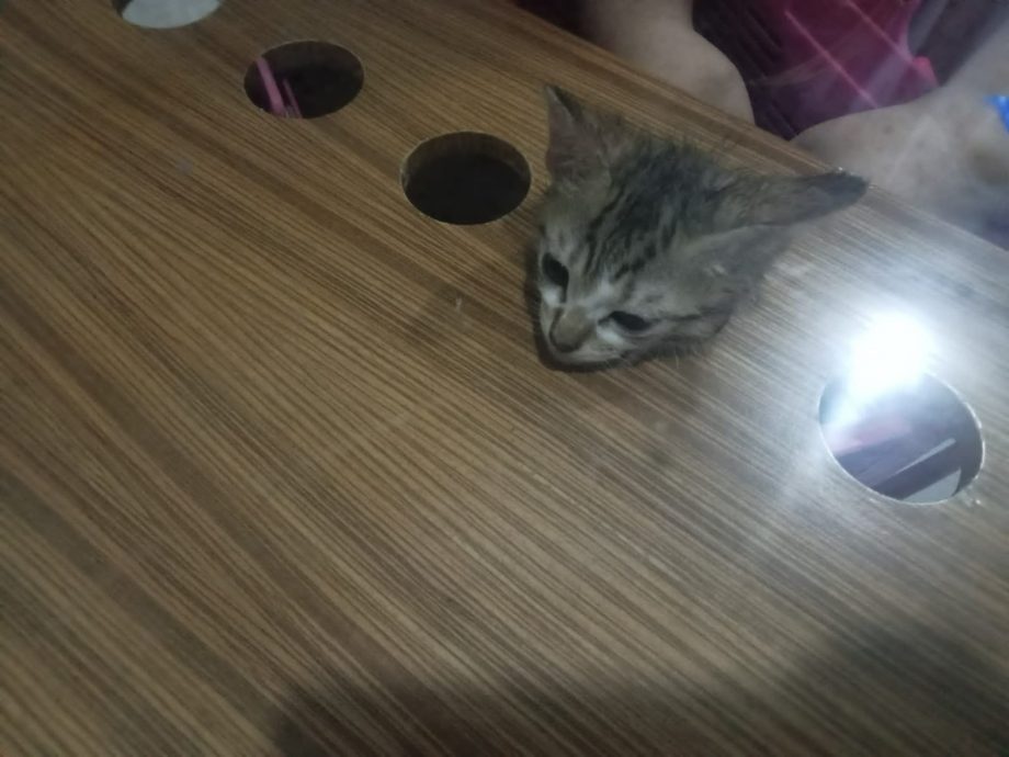 好奇差点害死猫!头卡茶几获民防部队救出