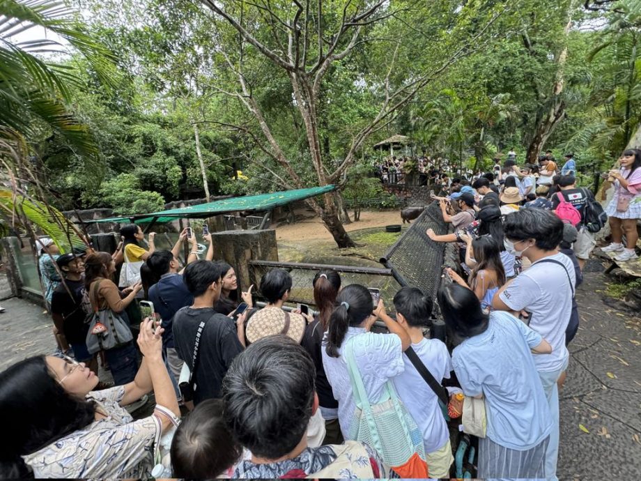 拼盘∕泰萌小河马“弹跳猪”爆红 网笑:就是一块“愤怒的爌肉”