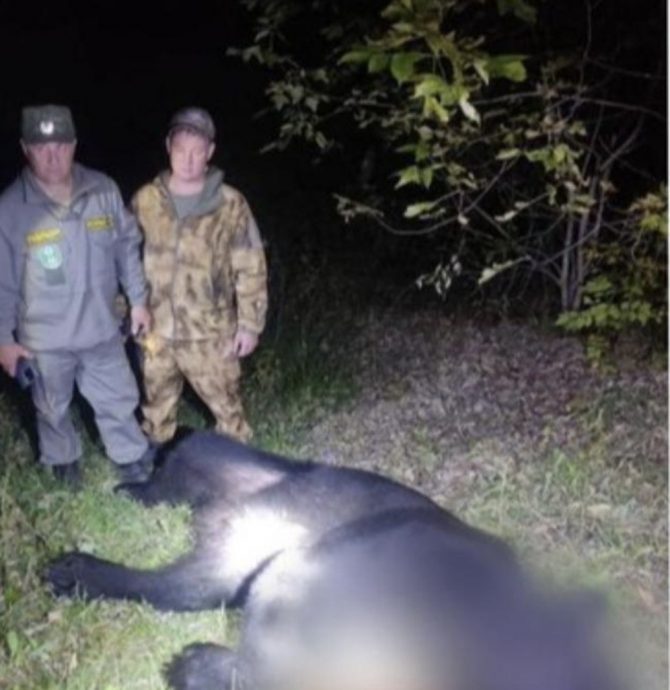 棕熊患狂犬病? 突咬死父子35流浪狗