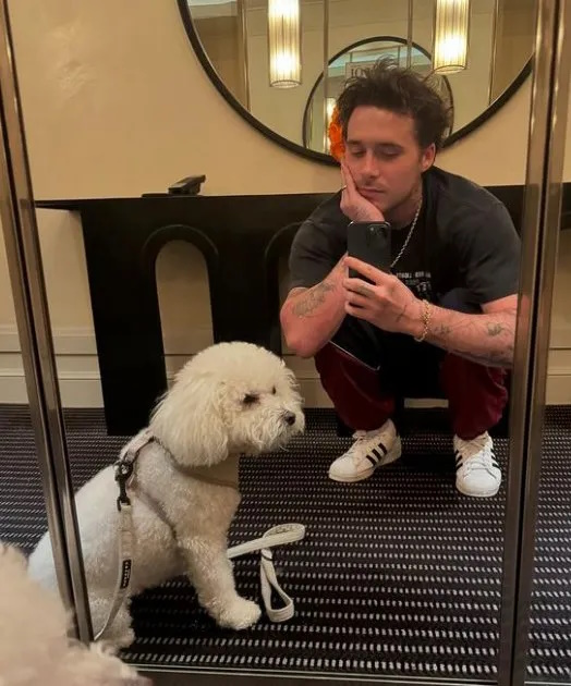 贝克汉姆长子将爱犬染色 被批虐待动物
